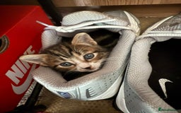 Bengal cats for sale: half bengal kittens  - Image 17