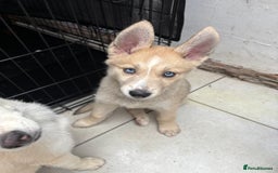 Pomsky dogs for sale: ✨ Adorable Blue-Eyed Pomsky Pups, 11 Weeks Old - Image 16