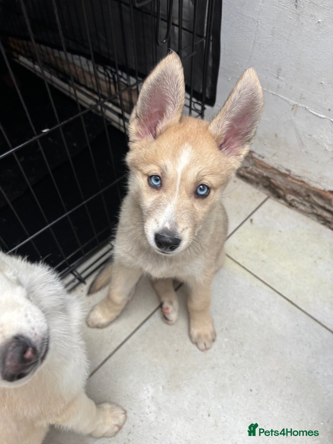 Pomsky dogs for sale: ✨ Adorable Blue-Eyed Pomsky Pups, 11 Weeks Old - Image 16