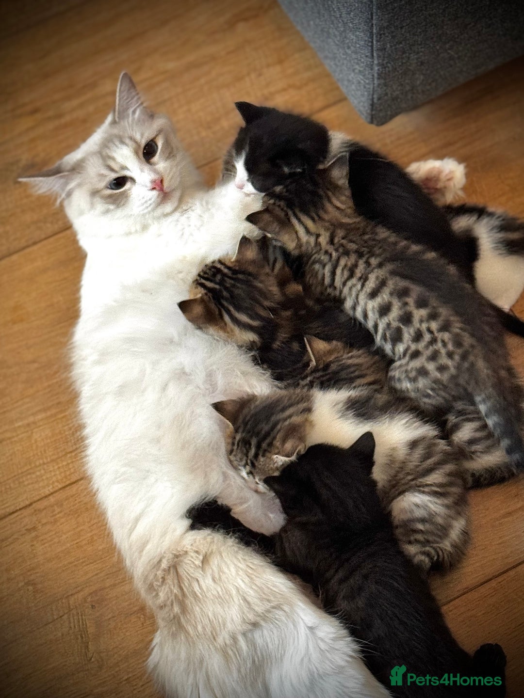 Mixed Breed cats for sale: 🌟 Exquisite Ragdoll × Bengal Kittens 🌟 - Advert 30