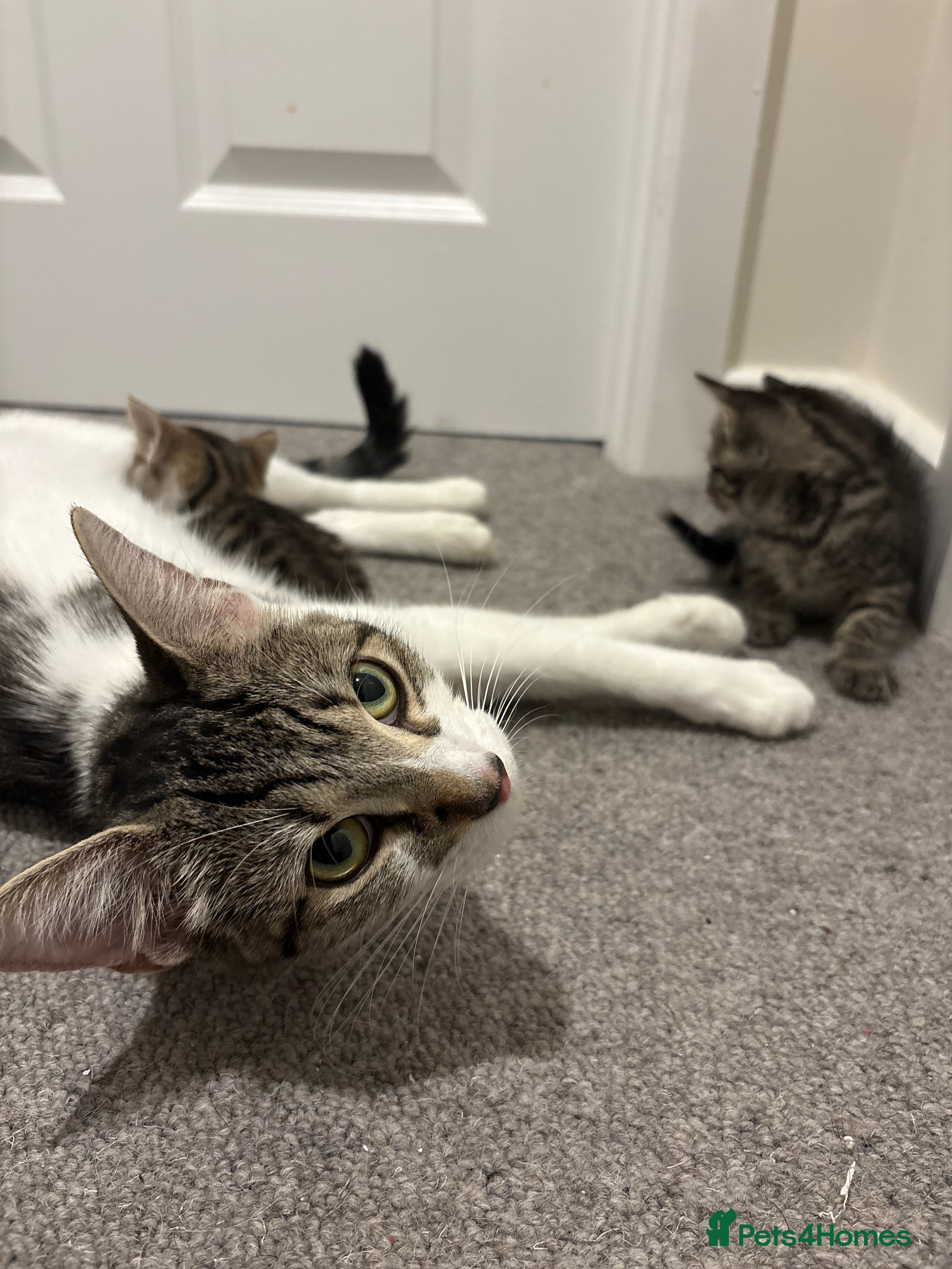 Mixed Breed cats 6 beautiful kittens! PLEASE read description!! - Advert 1