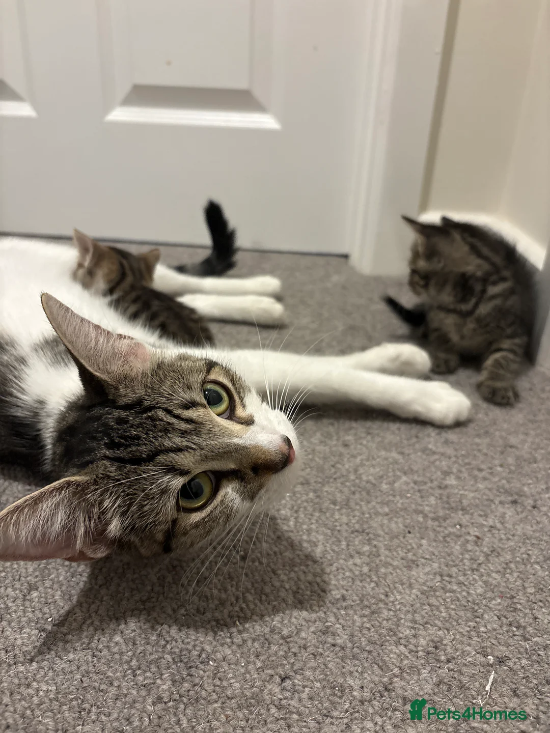 Mixed Breed cats for sale: 6 beautiful kittens! PLEASE read description!! - Advert 1