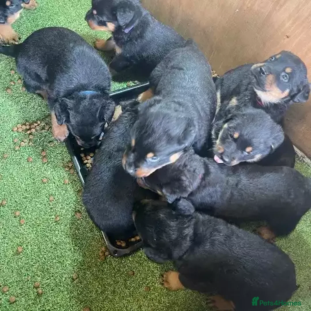 Rottweiler dogs for sale: Rottweiler puppies - Advert 1
