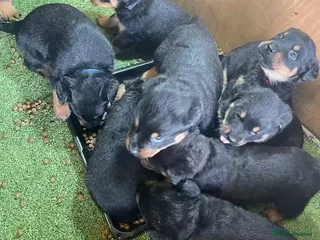 Rottweiler dogs Rottweiler puppies - Advert 17