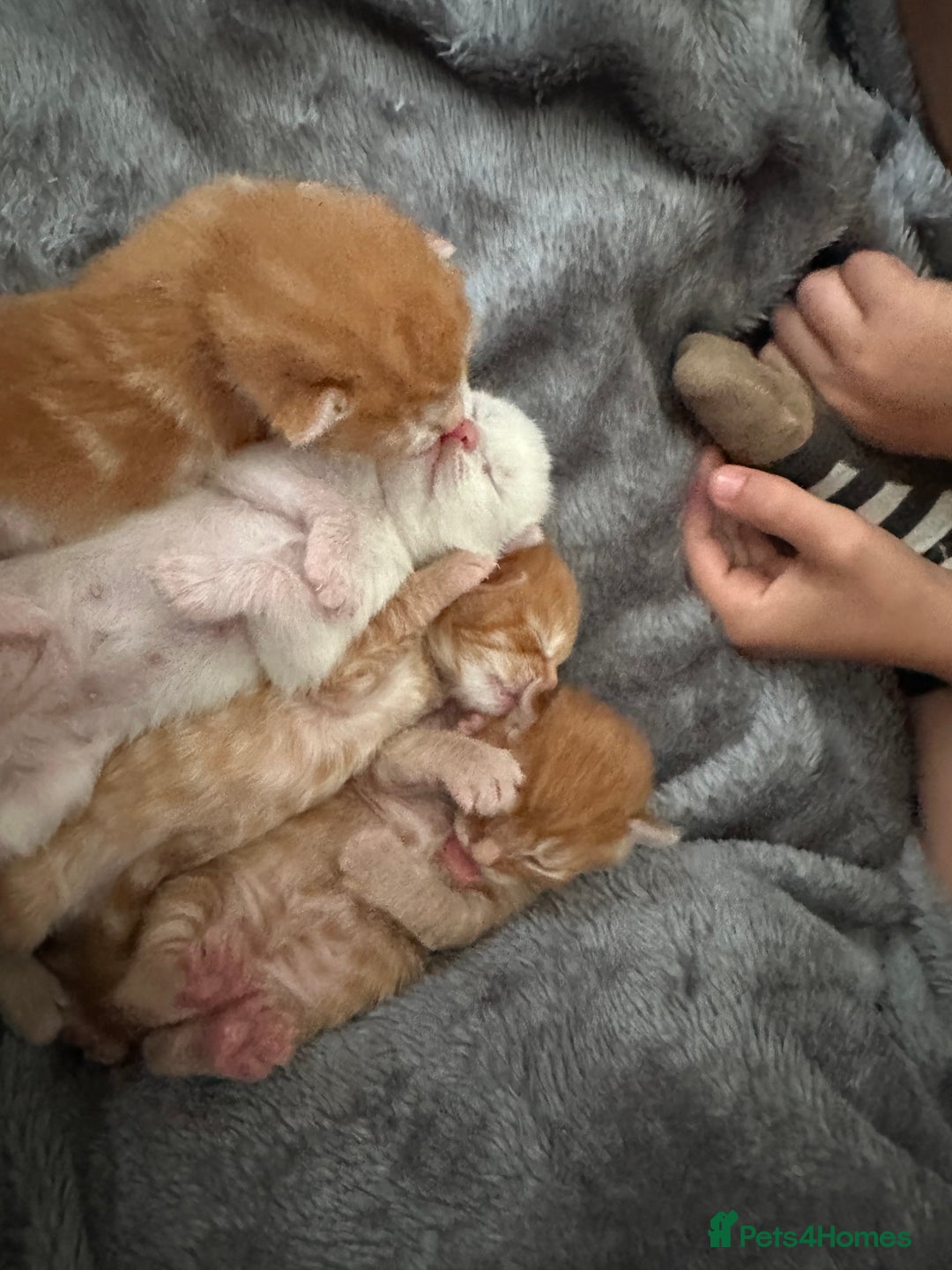 Maine Coon cats for sale: Ginger tiger striped fluffy maincoon mix.  - Image 7