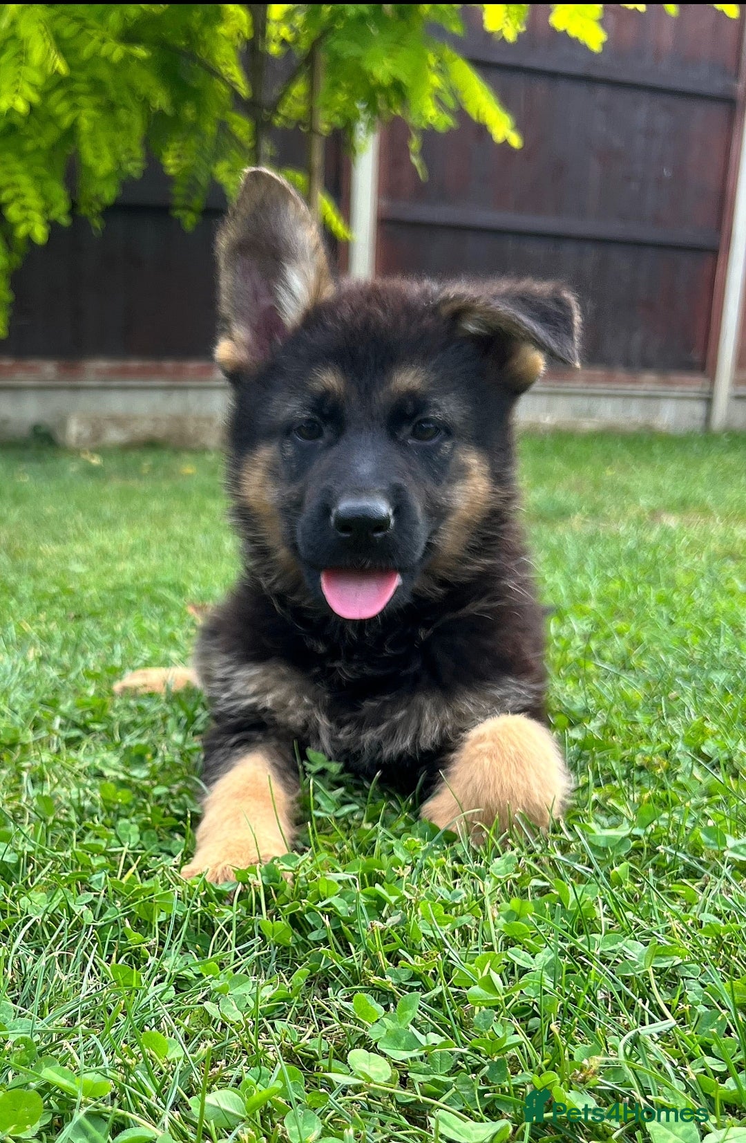 German Shepherd dogs for sale: Outstanding KC german shepherd puppies - Image 13