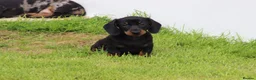 Dachshund dogs for sale: Miniature Dachshund puppies for sale - Advert 37