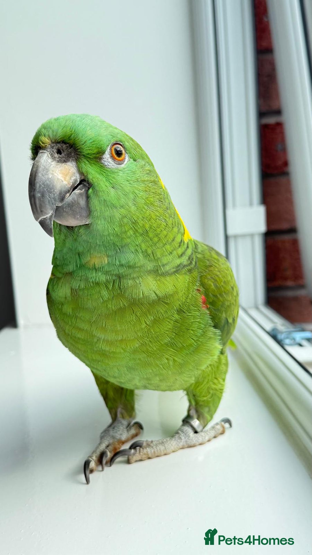 Parrots birds for sale: Yellow Naped Amazon  - Image 4