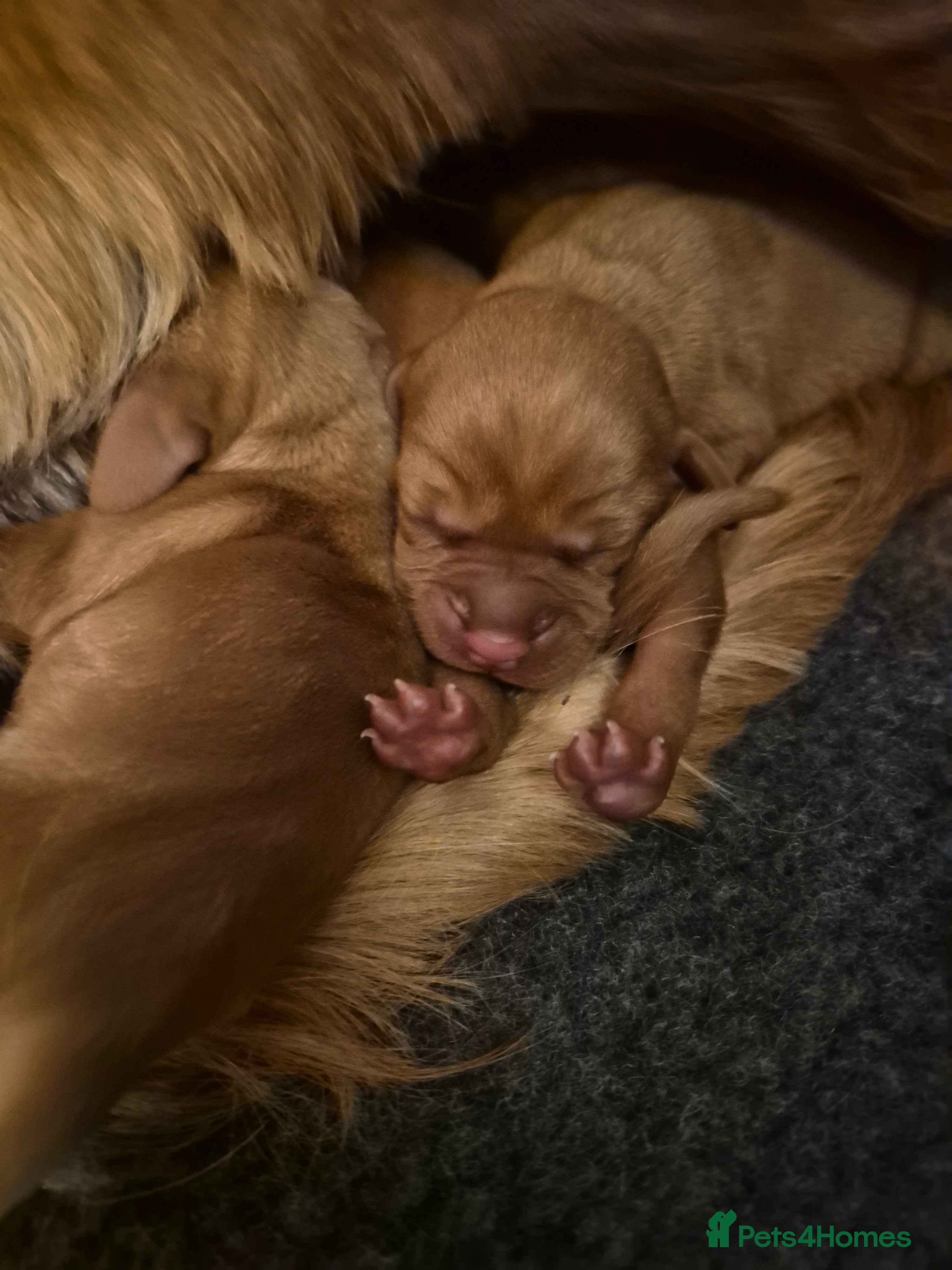 Hungarian Vizsla dogs Pedigree Vizsla Puppies in Doncaster - Advert 1