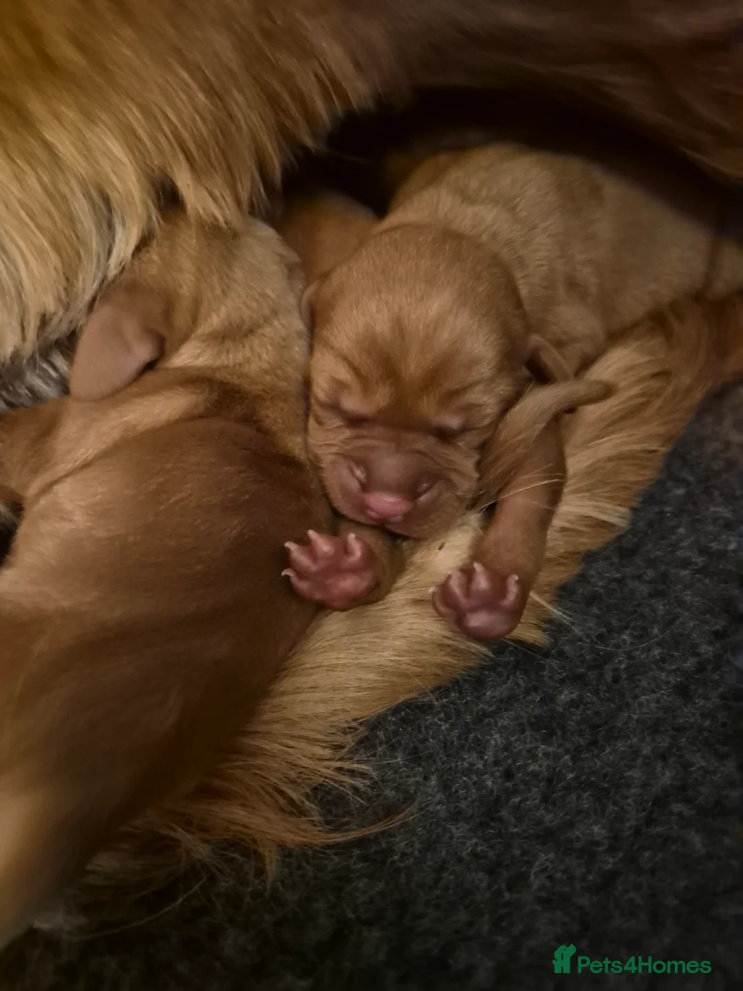 Hungarian Vizsla dogs for sale: Pedigree Vizsla Puppies in Doncaster - Advert 1