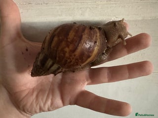 Snails invertebrates - Advert 2