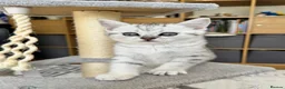 British Shorthair cats for sale: Four Beautiful BSH Tabby Kittens  - Advert 5