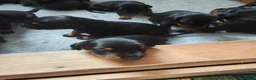 Dobermann dogs for sale: Stunning KC reg Doberman puppies  in St Andrews - Advert 3
