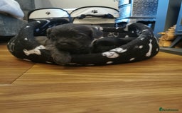 Mixed Breed dogs for sale: Little bundles of schweenie love!  - Image 11