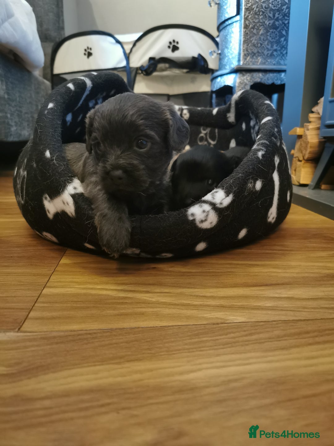 Mixed Breed dogs for sale: Little bundles of schweenie love!  - Image 11