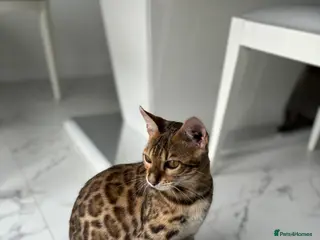 Bengal cats Bengal kitten - Advert 4