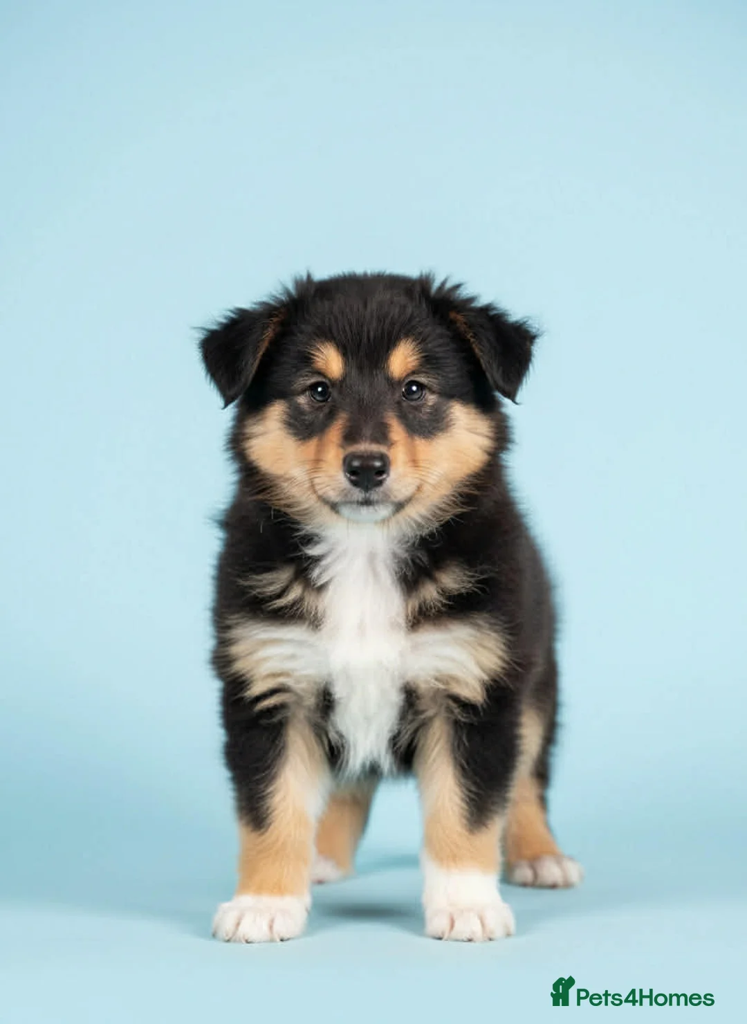 Rough Collie dogs for sale: 7 Gorgeous rough collie puppies for sale in Spalding - Advert 17