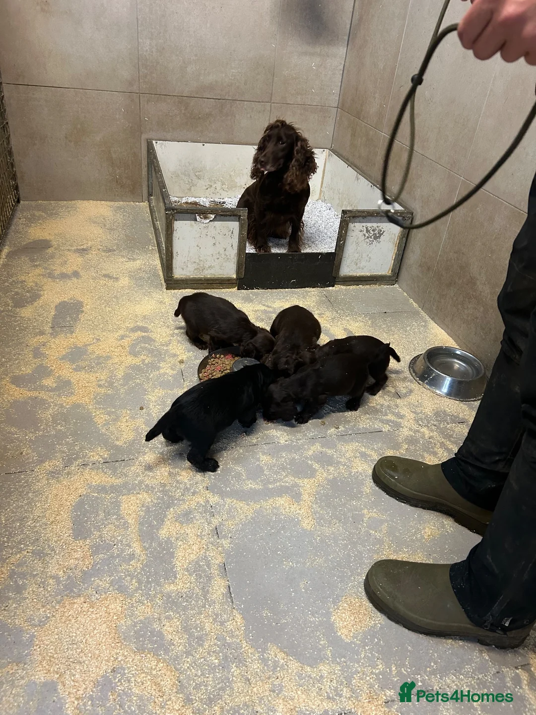 Cocker Spaniel dogs for sale: Cocker Spaniel - Advert 2