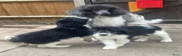 Mixed Breed dogs for sale:  bernedoodles - Advert 5