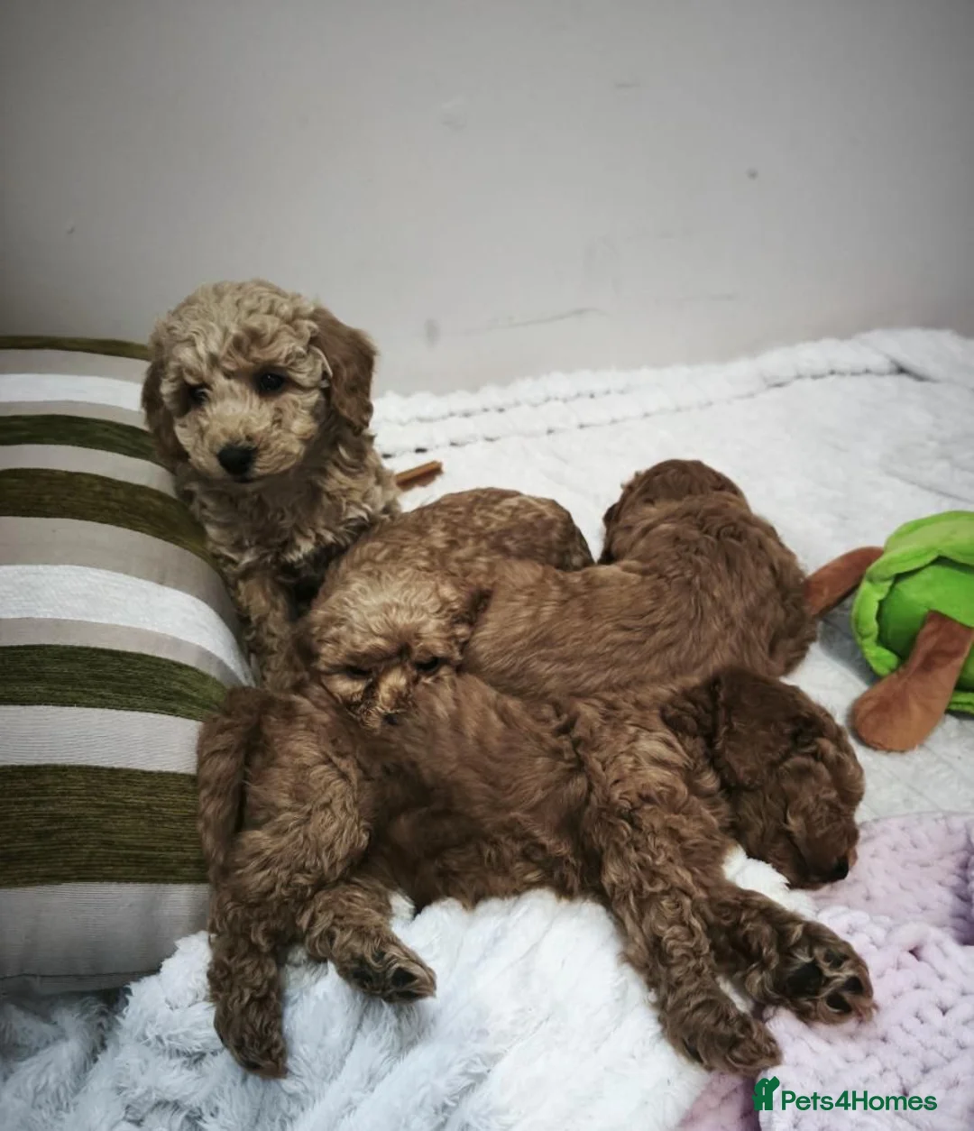 Cavapoo dogs for sale: Beautiful Toy Cavapoo Puppies £1100 - Advert 2