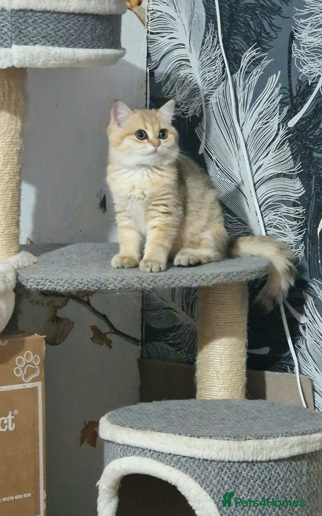 British Shorthair cats for sale: Golden British shorthair Pedigree Neutered  - Image 15