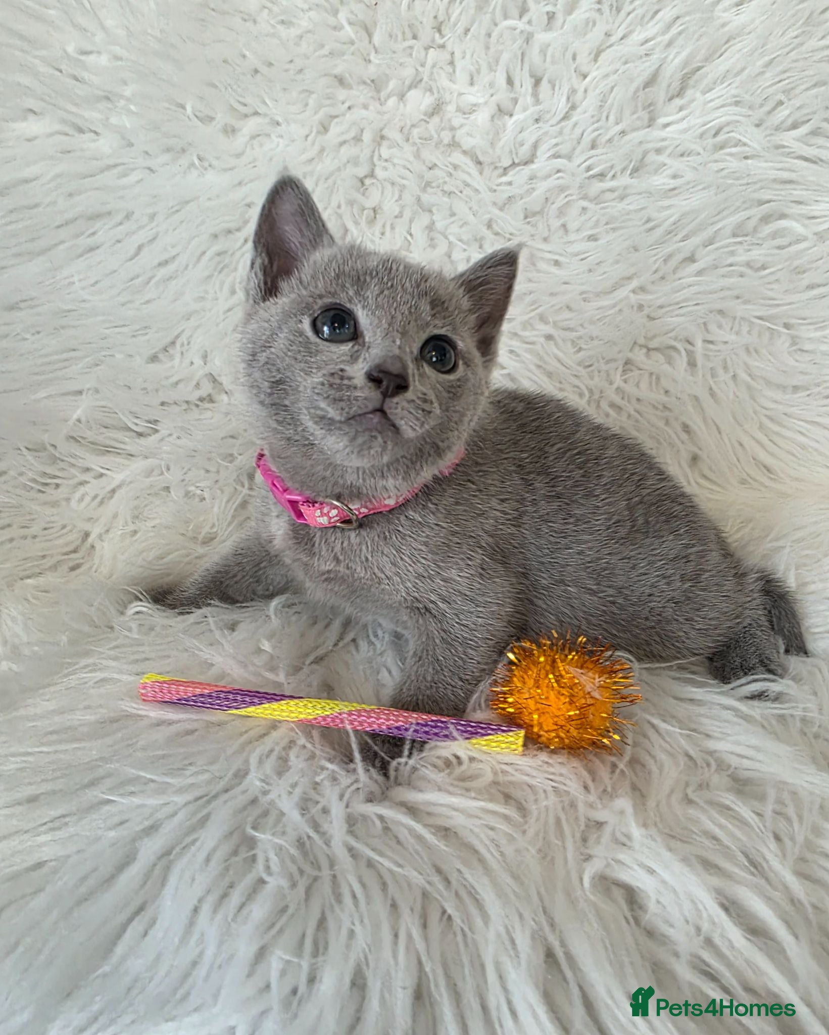 Russian Blue cats Stunning Russian blue kittens  - Advert 1
