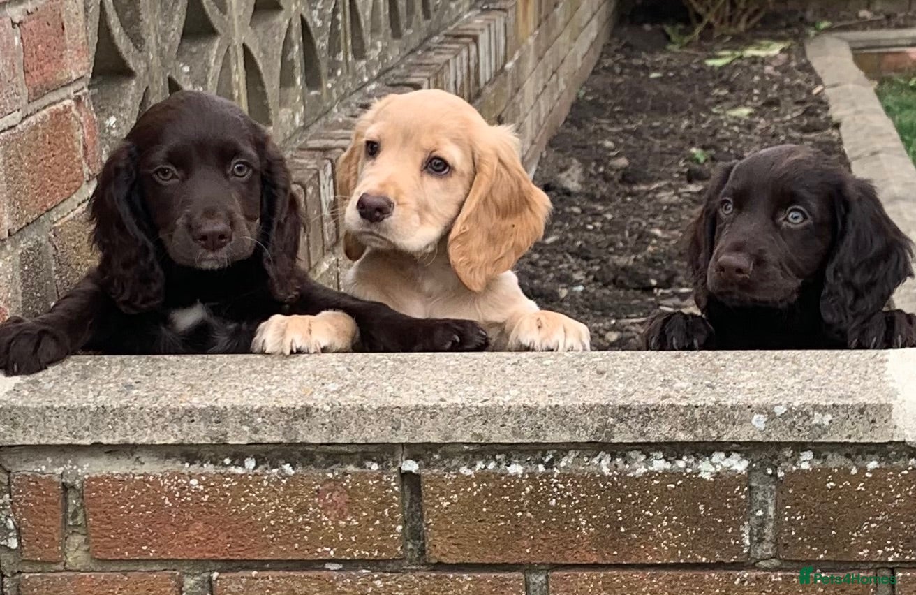 Cocker Spaniel dogs Ready now Kc registered cocker spaniels - Advert 15