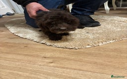 Cockapoo dogs for sale: Cockerapoos puppies - Image 4