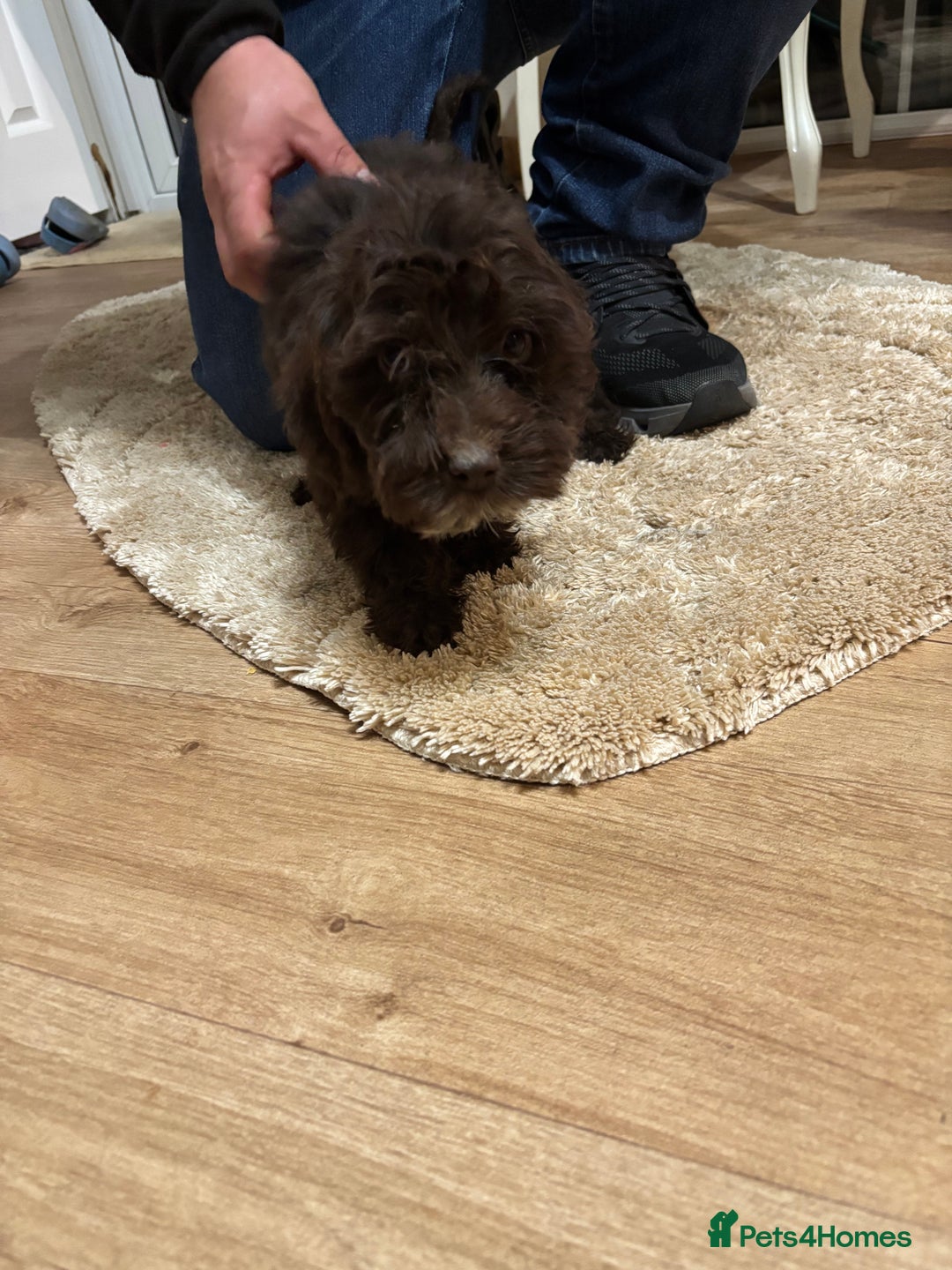 Cockapoo dogs for sale: Cockerapoos puppies - Image 4