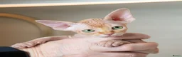 Sphynx cats for sale: Rare tabby champion Sphynx kittens  - Advert 15