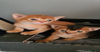 Abyssinian cats - Advert 2