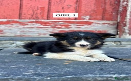 Border Collie dogs for sale: 5 Beautiful Border Collie Pups For Sale - Image 4