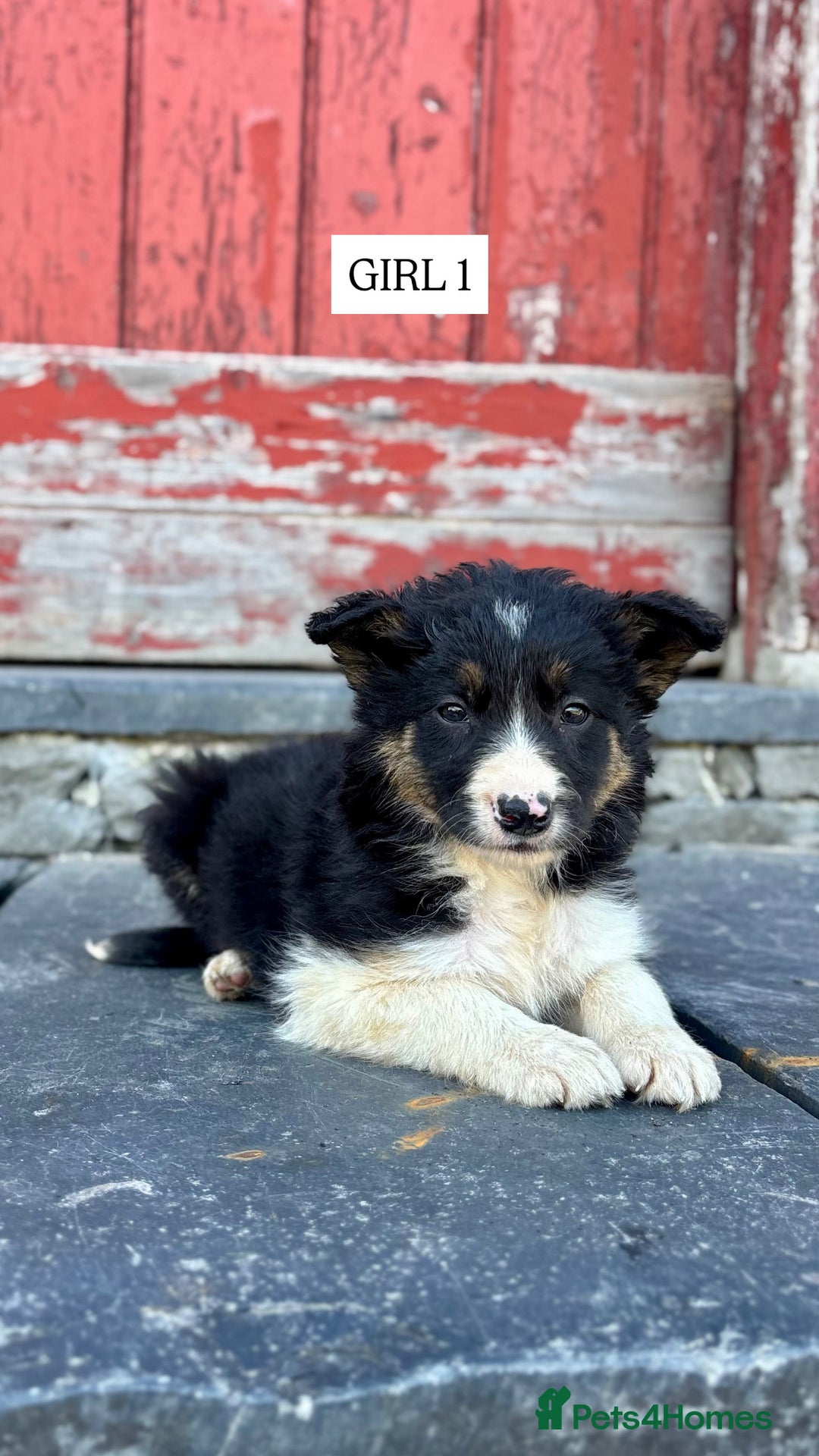 Border Collie dogs for sale: 5 Beautiful Border Collie Pups For Sale - Image 4