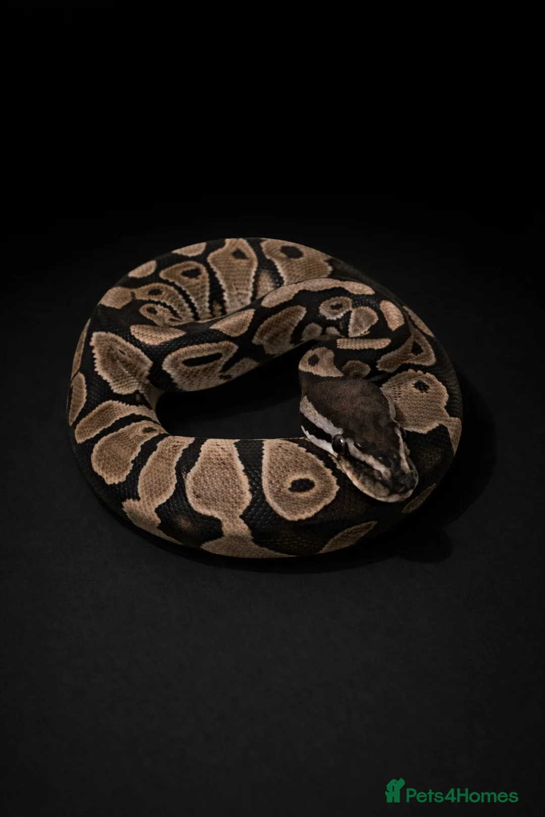 Python Snake reptiles for sale: BP - Offers Welcome - Advert 5