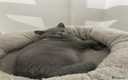 British Shorthair cats for sale: 🔥 READY NOW BRITISH SHORTHAIR KITTENS   - Image 7