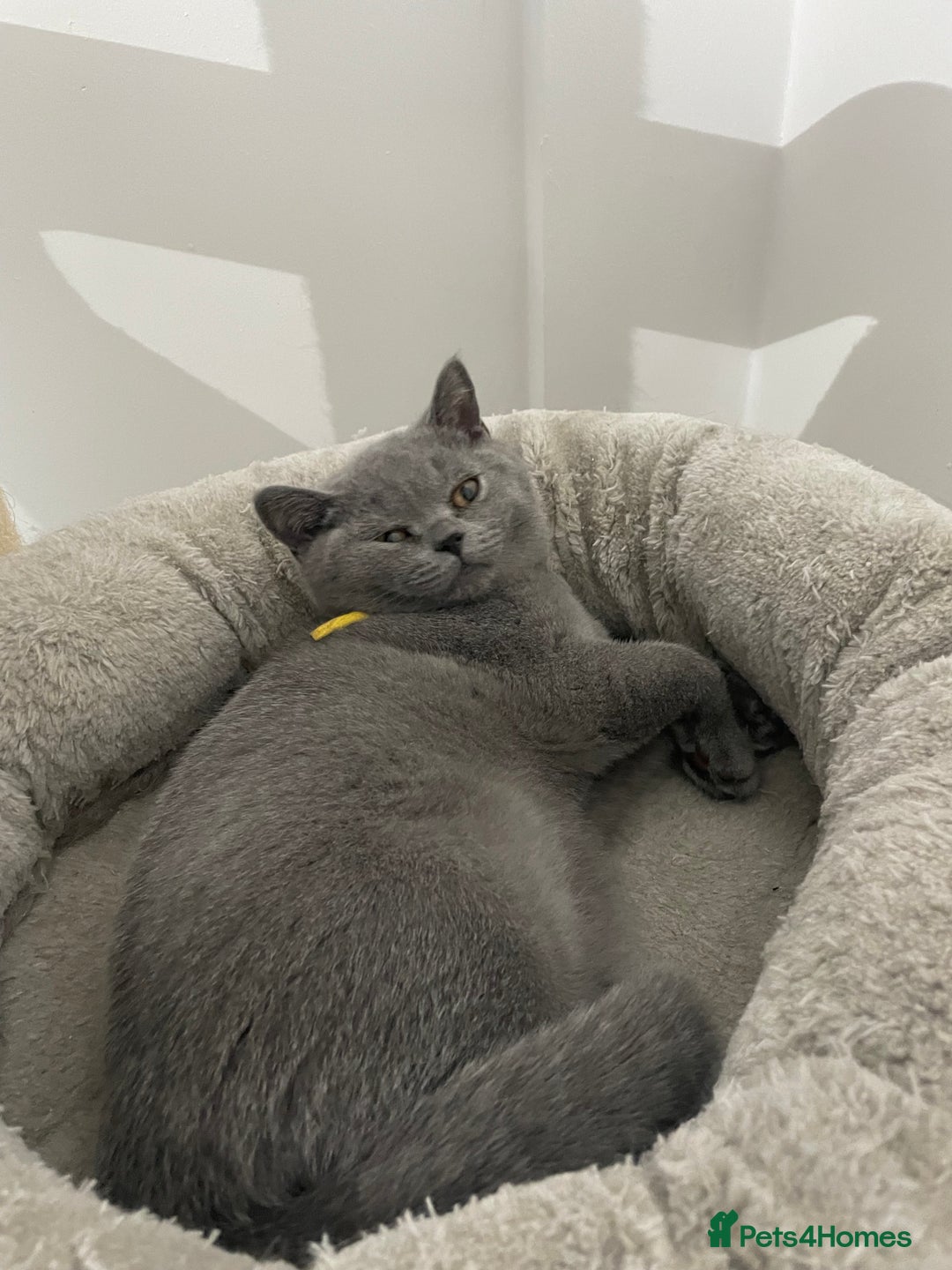 British Shorthair cats for sale: 🔥 READY NOW BRITISH SHORTHAIR KITTENS   - Image 7