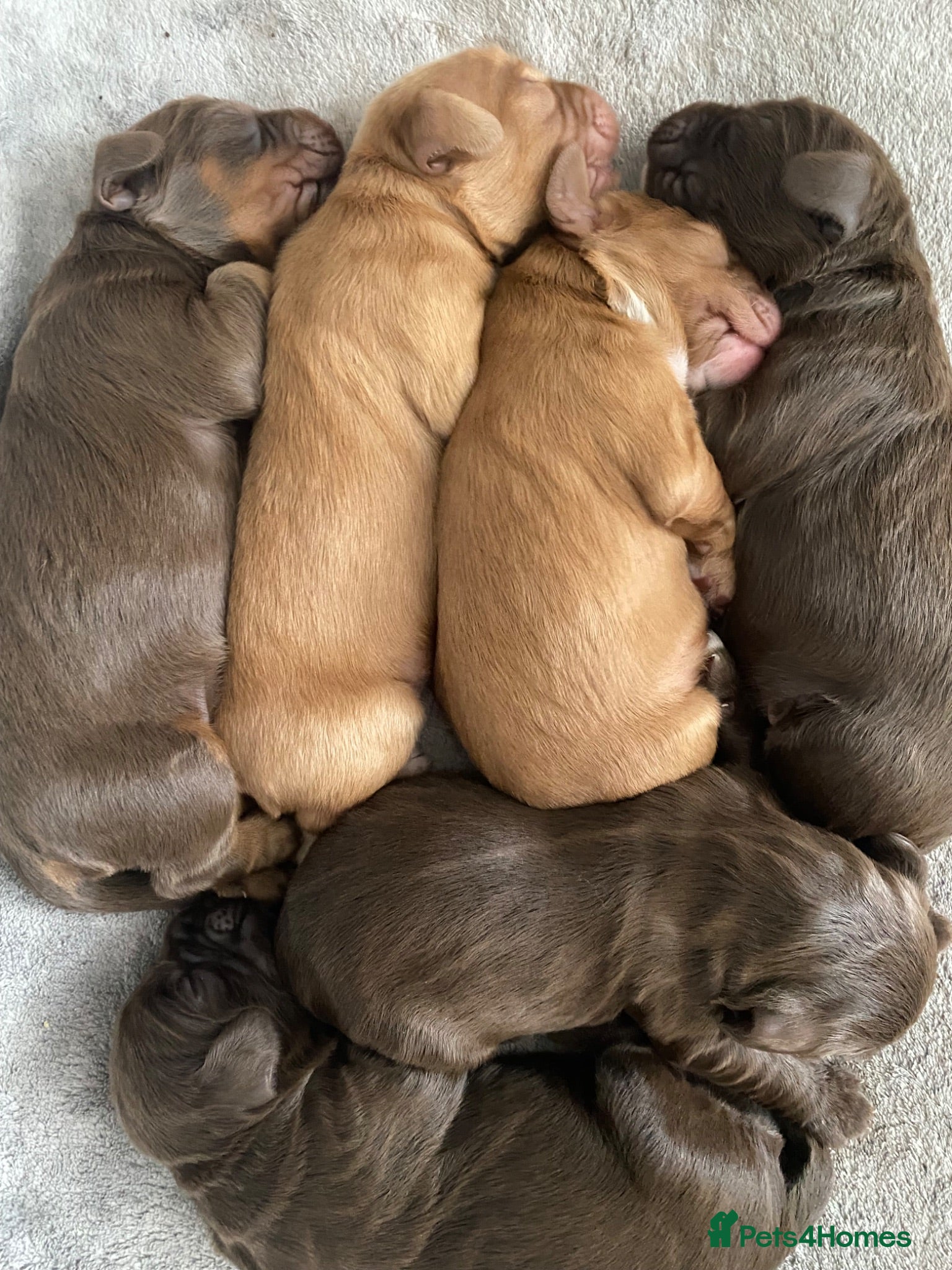 Cocker Spaniel dogs Working Cocker Spaniel Puppies for sale - Advert 15