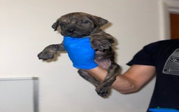 Presa Canario dogs for sale: Presa Canario Puppies for Sale - Image 16
