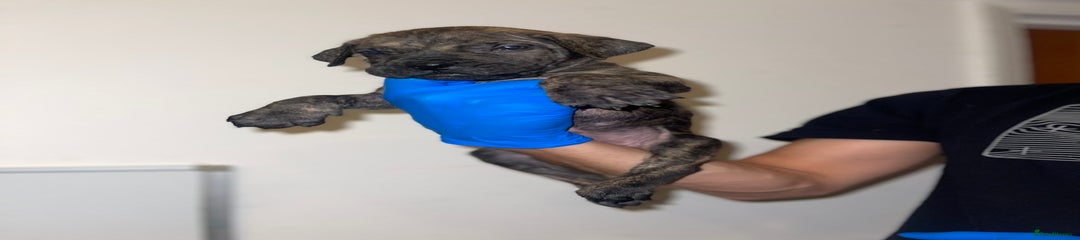 FEMALE