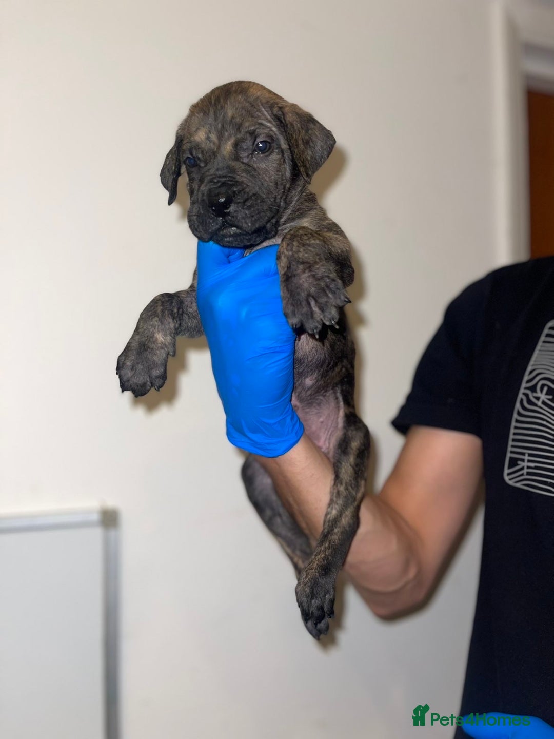 Presa Canario dogs for sale: Presa Canario Puppies for Sale - Image 16