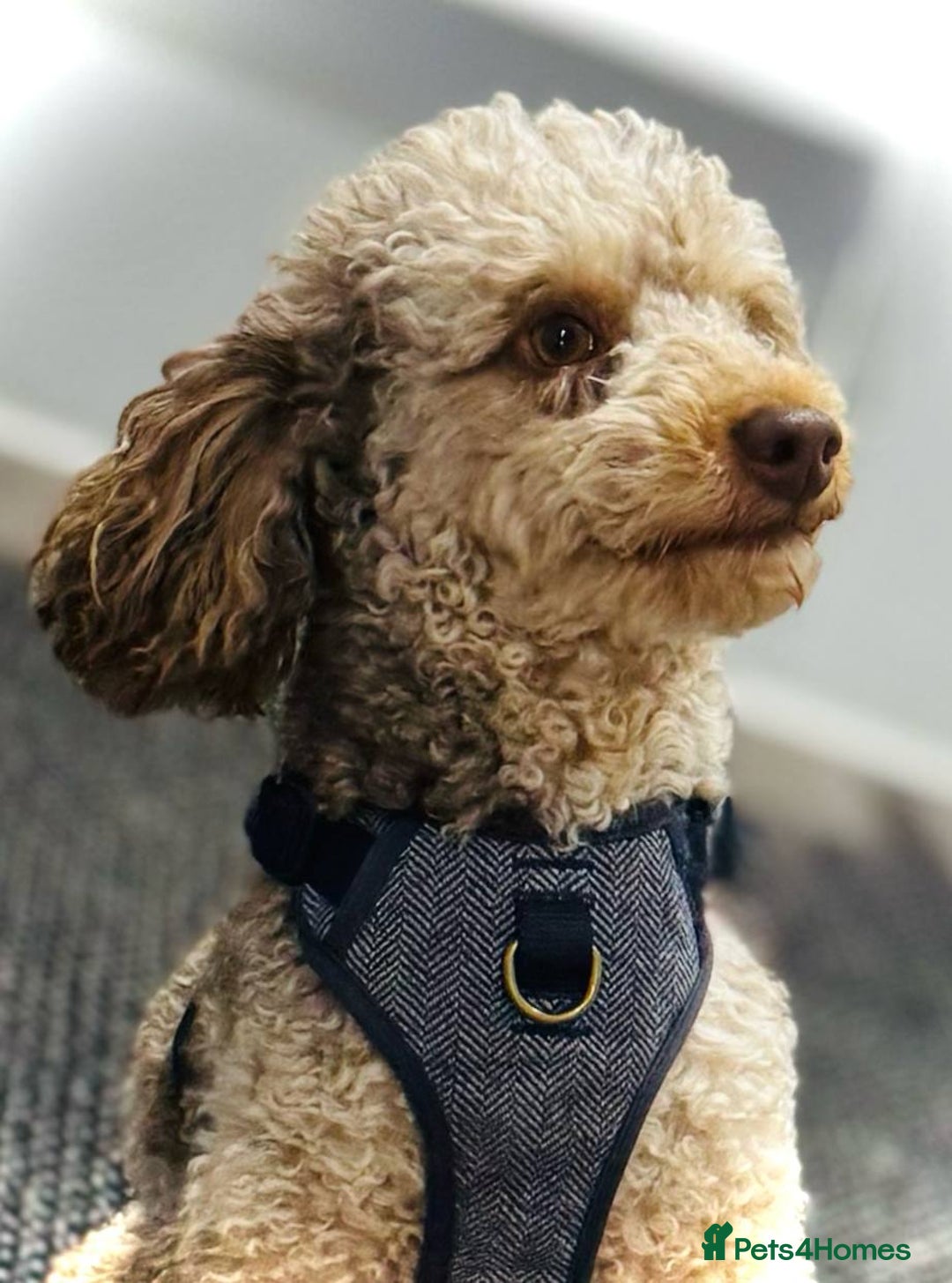 Cavapoo dogs for sale: F1B Cavapoo Puppies - Advert 17