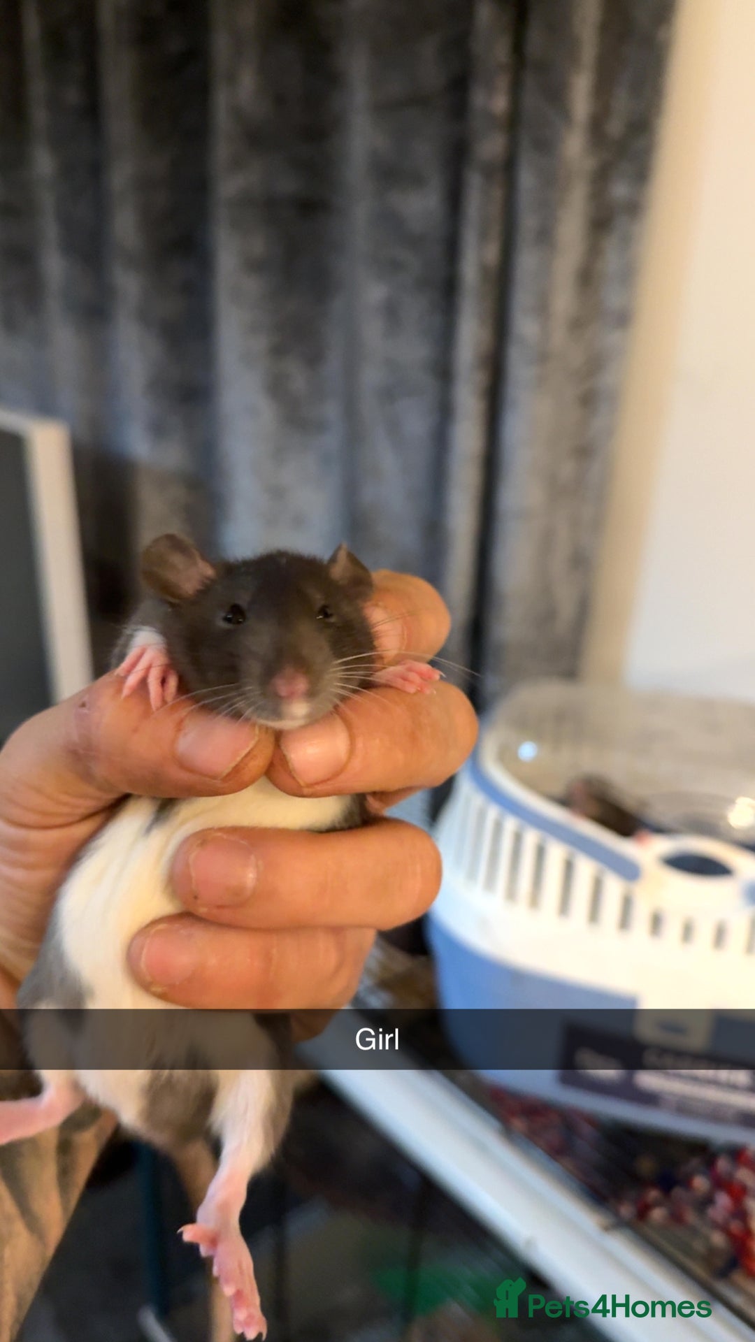 Rat rodents for sale: Rats for sale  - Advert 3