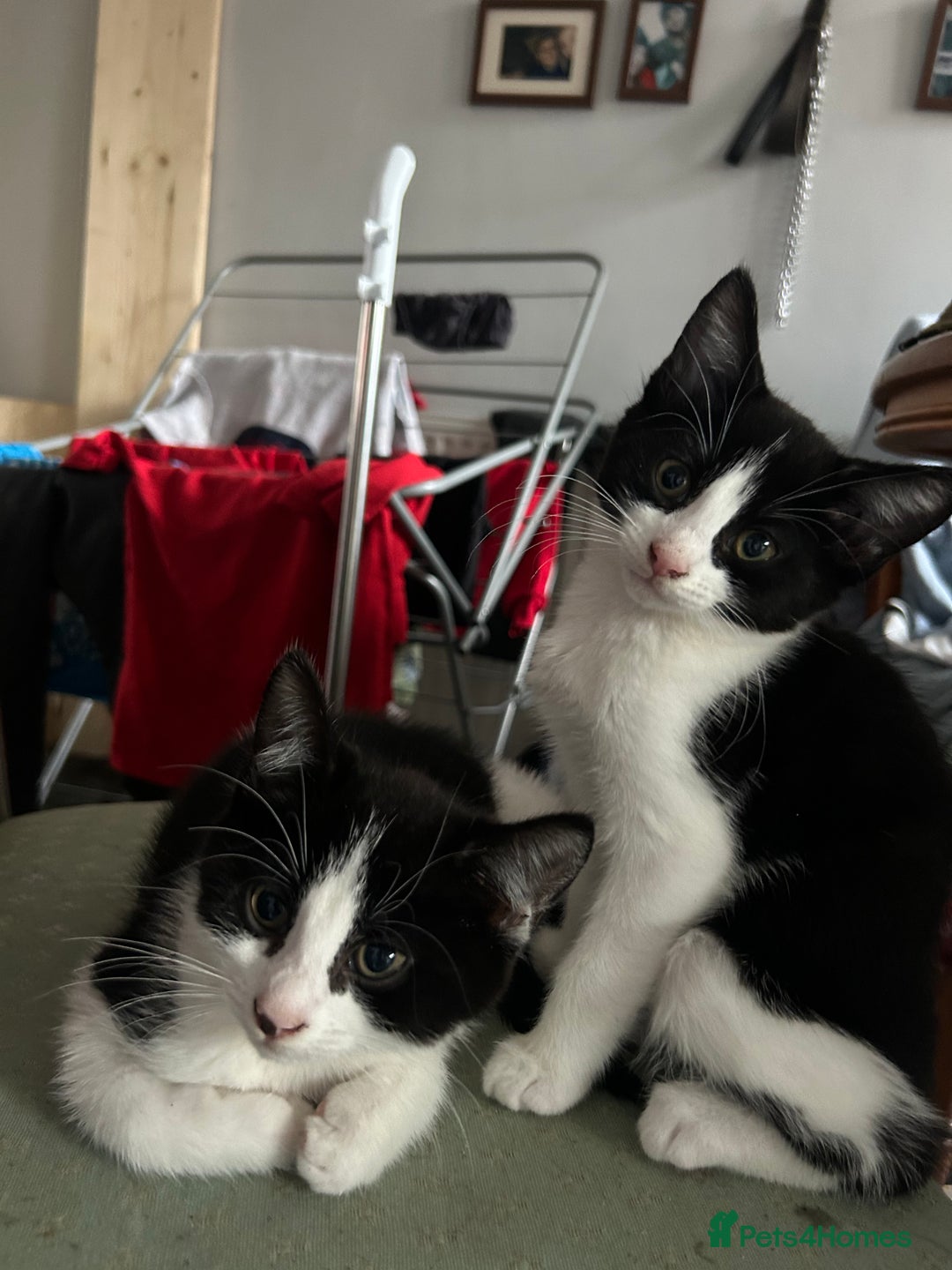 Domestic Shorthair cats for sale: 2 female black and white kittens for sale - Image 3