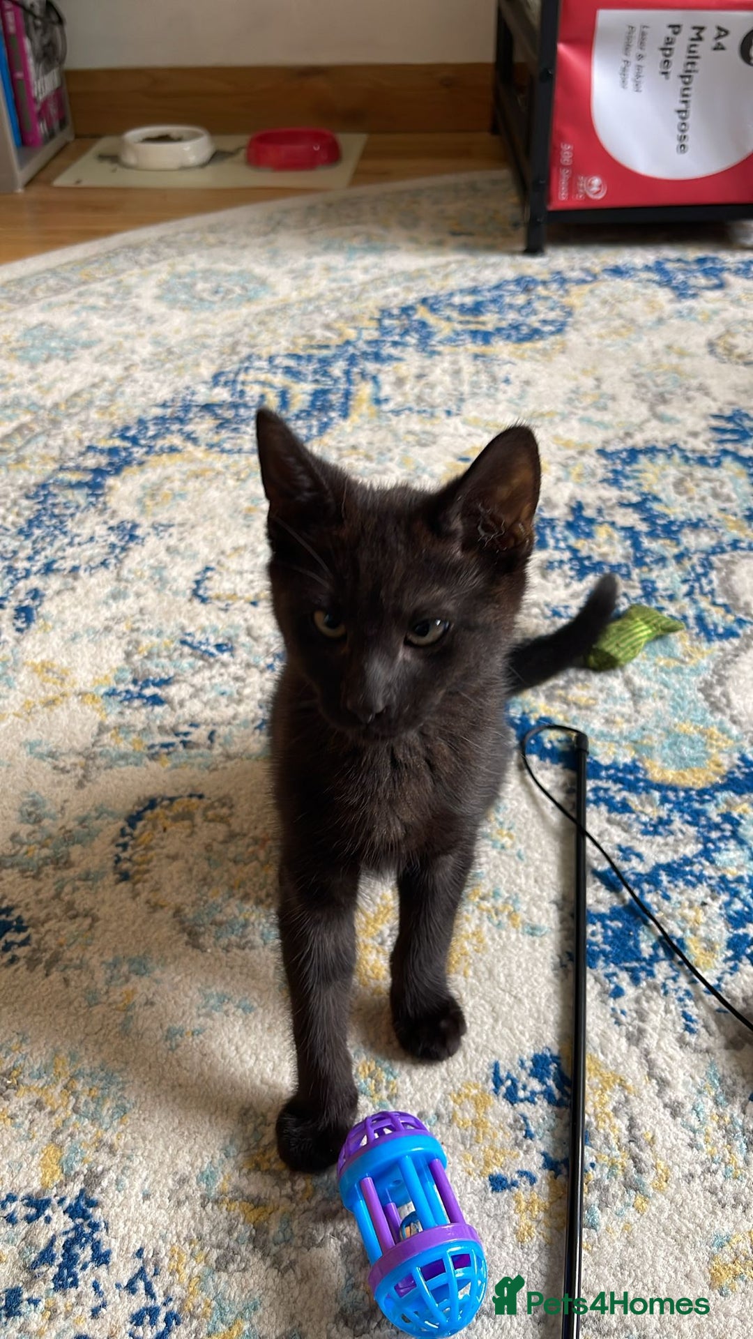 Mixed Breed cats for sale: FREE kitten  - Image 6