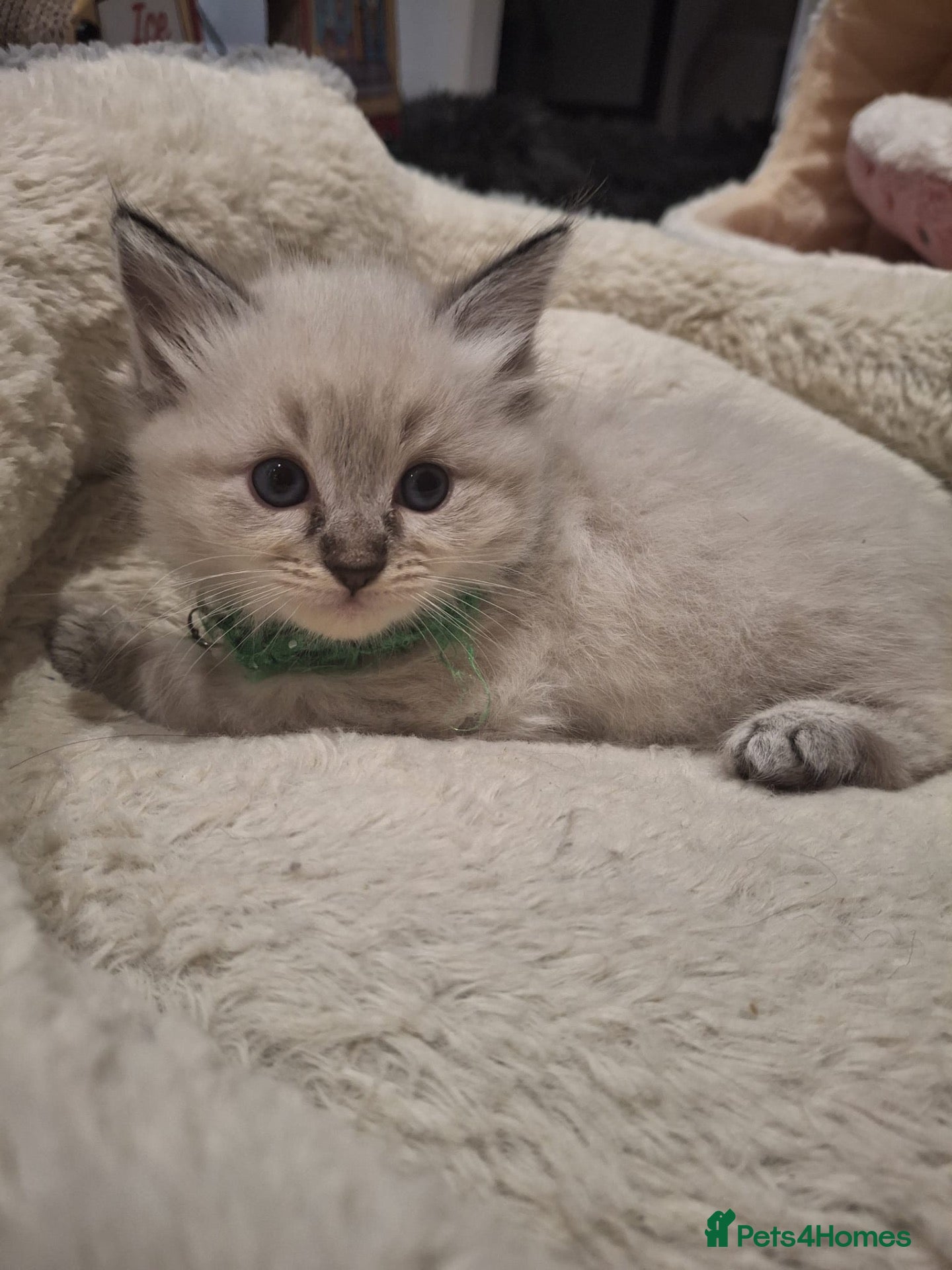 Ragdoll cats Stunning Fluffy Pure Pedigree Ragdoll Kittens - Advert 2