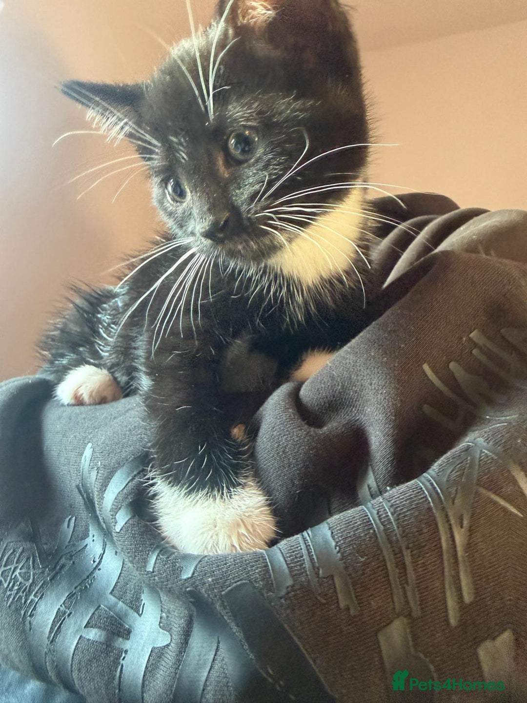 Mixed Breed cats for sale: Kittens looking for loving homes  - Advert 17