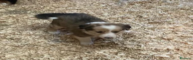 Border Collie 2