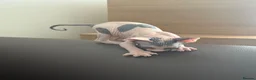 Sphynx cats for sale: sphynx kittens for sale - Advert 6