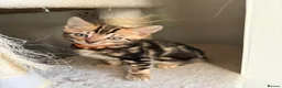Bengal cats for sale: Only 2 Beautiful Bengal kittens Available🐾  - Advert 20