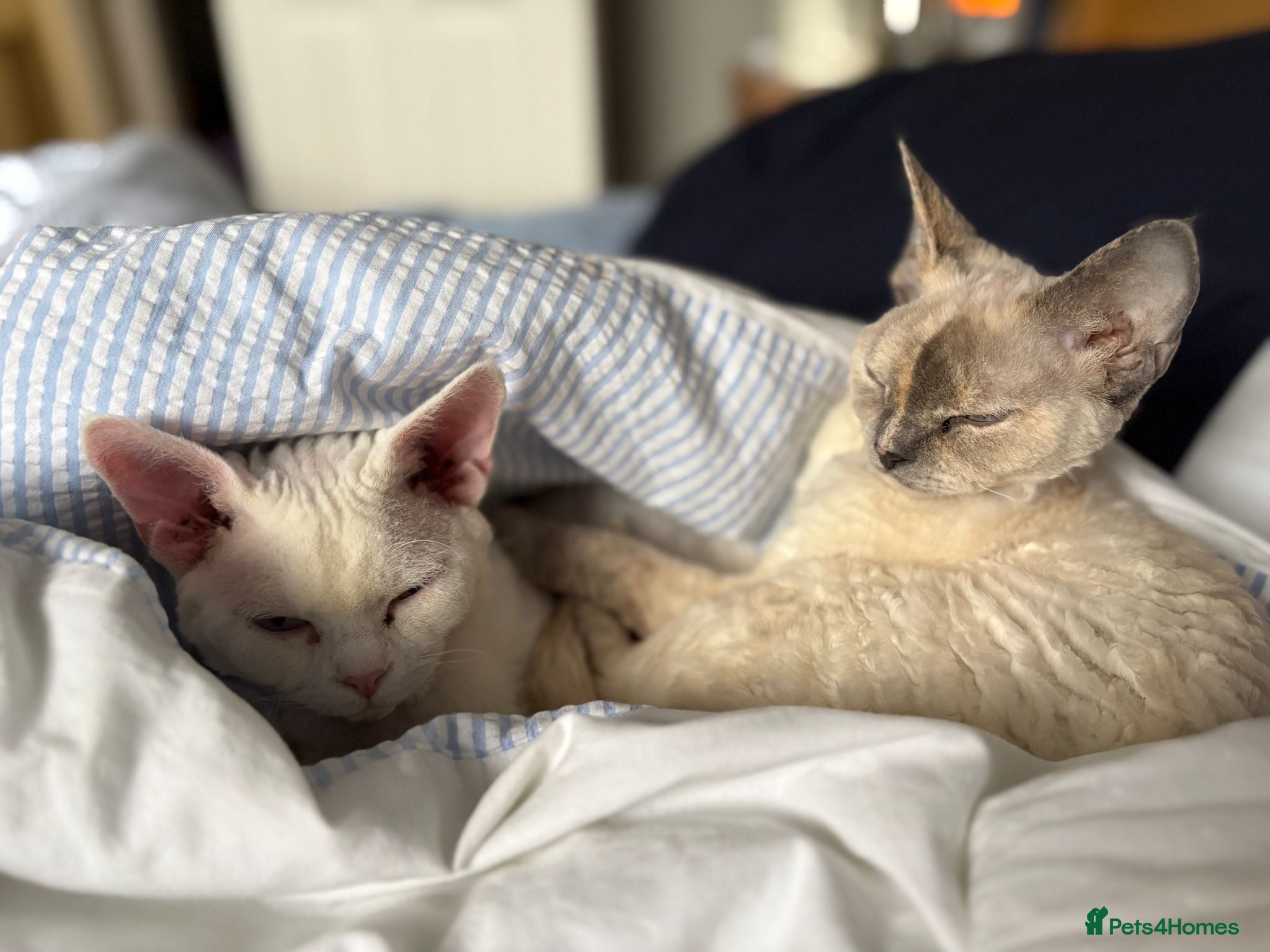 Devon Rex cats  Sorell – TheLittle Shadow Who Steals Your Heart  - Advert 1